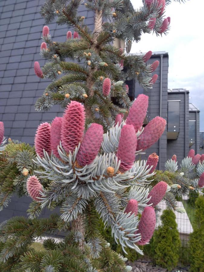 Nikolas Apartamentai - Birstono 7 德拉肯恩凯 外观 照片